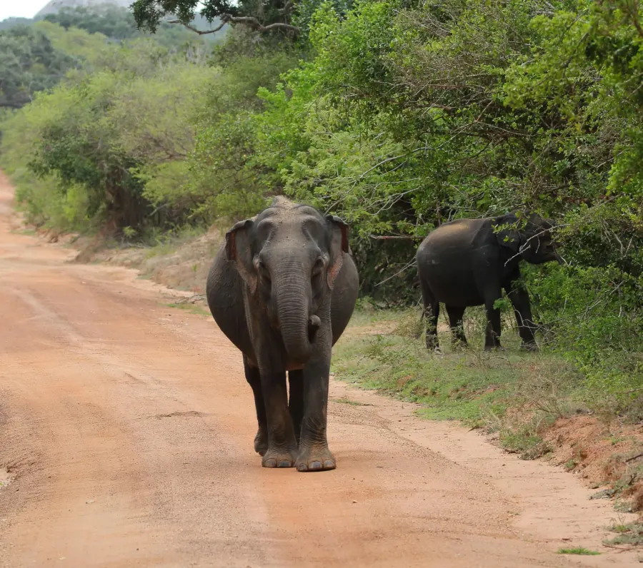 Herd of wild elephants in Yala National Park, Sri Lanka Herd of wild elephants in Yala National Park, Sri Lanka