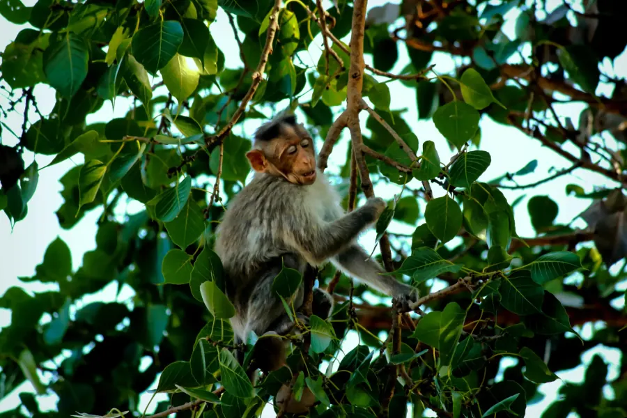 Toque macaque monkey in the forest of Yala National Park Toque macaque monkey in the forest of Yala National Park