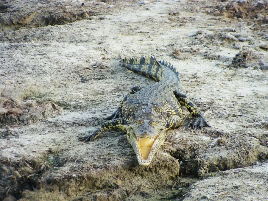 Mugger crocodile basking on the bank of a Yala lagoon Mugger crocodile basking on the bank of a Yala lagoon