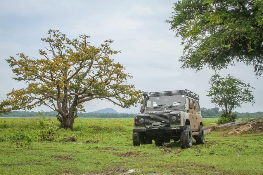 Leopard resting in the shade during a Yala jeep safari Leopard resting in the shade during a Yala jeep safari