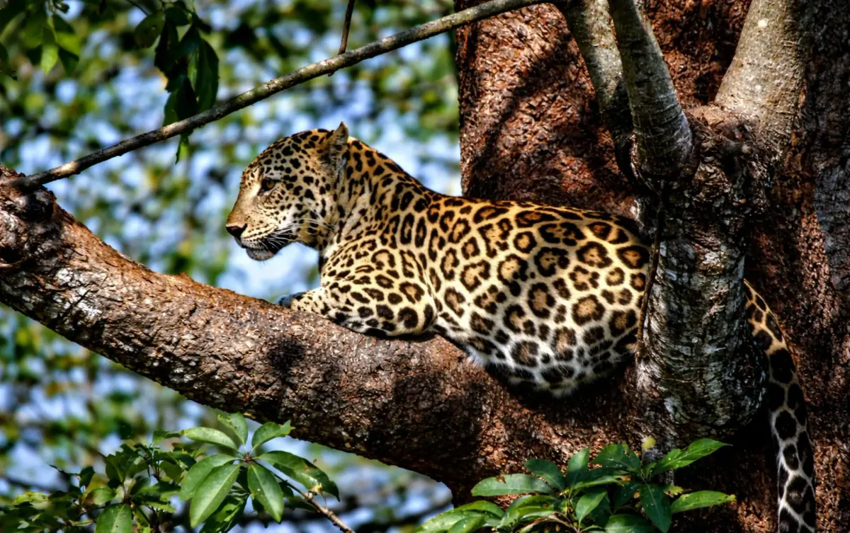 4 Hours yala safari tour — Yala National Park jeep safari