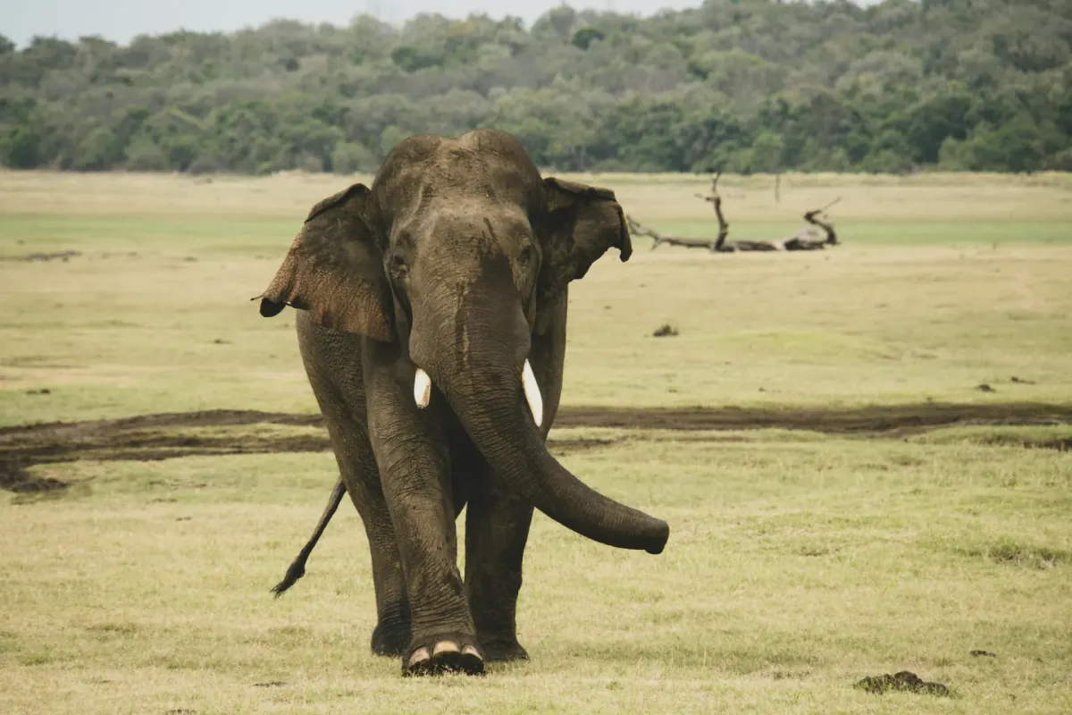 7 Hours yala safari tour — Yala National Park jeep safari