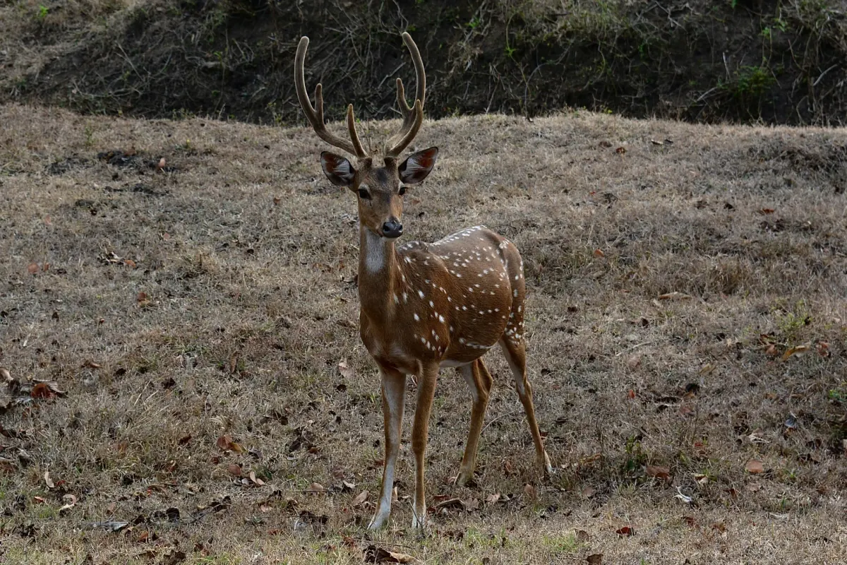 Full day yala safari tour — Yala National Park jeep safari